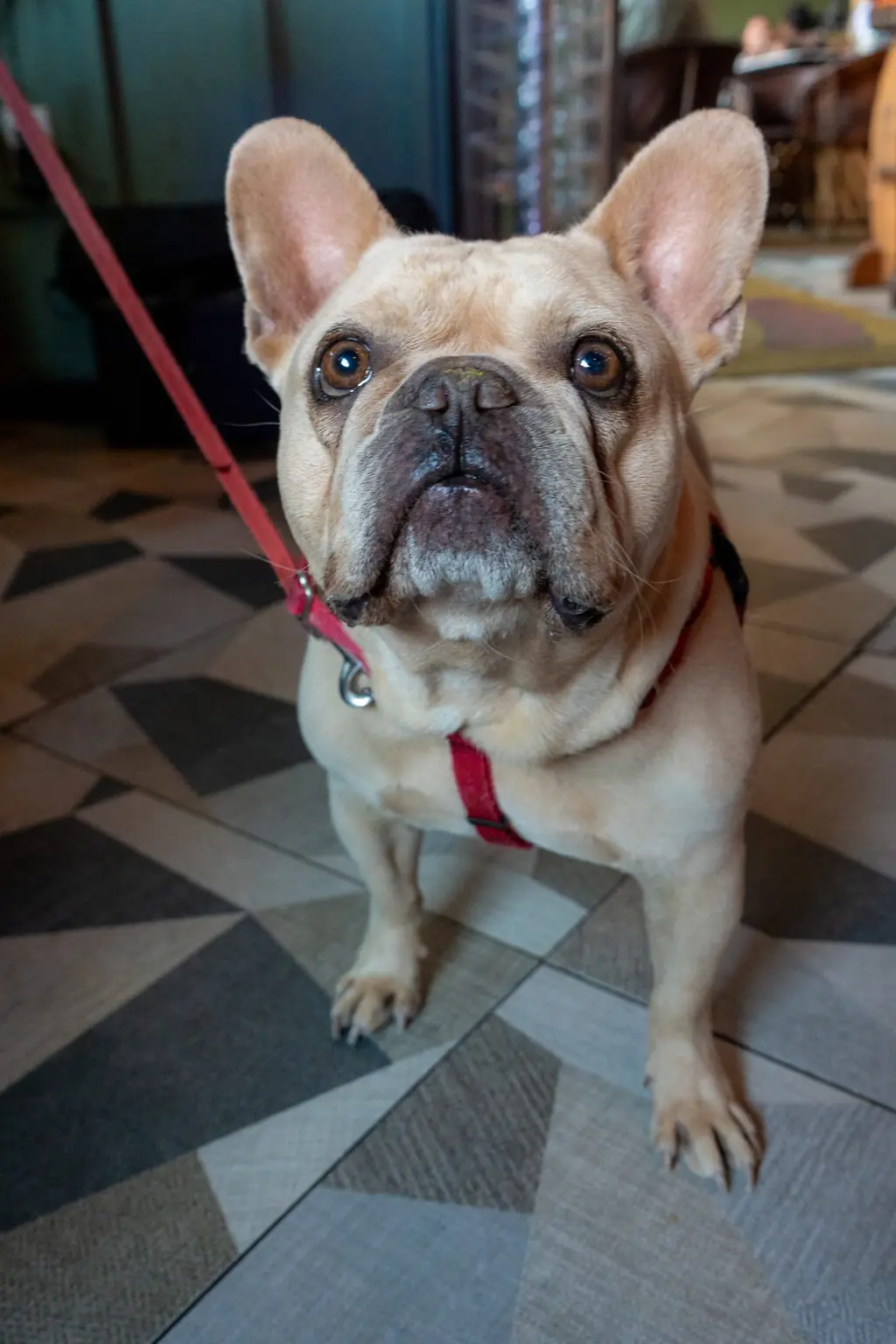 A French bulldog on the patio tile